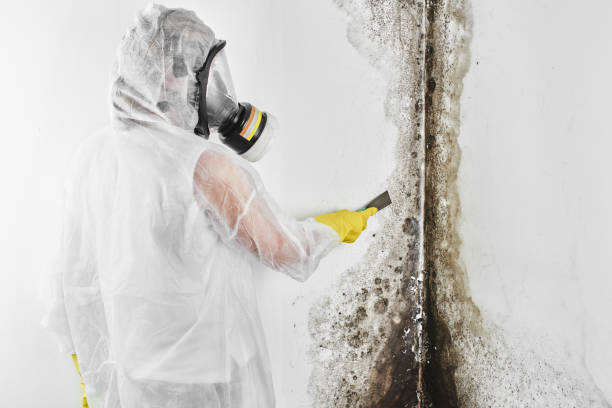 Best White Mold Remediation in Hammond, WI