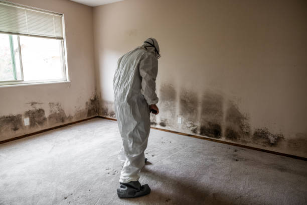 Best Attic Mold Remediation in Hammond, WI
