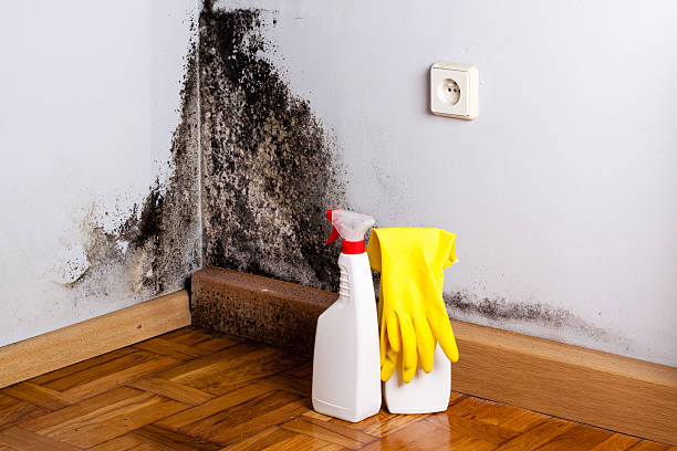 Best Commercial Mold Remediation in Hammond, WI